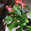 Schlumbergera (Шлюмбергера, Декабрист) - для женщины/молодой пары - миниатюра