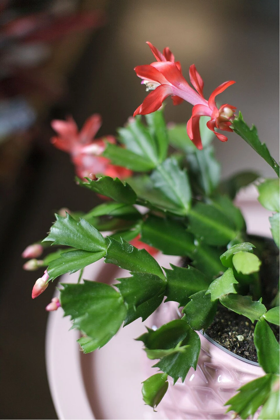 Schlumbergera (Шлюмбергера, Декабрист) - для женщины/молодой пары