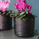 Цикламен (Cyclamen) - миниатюра 9