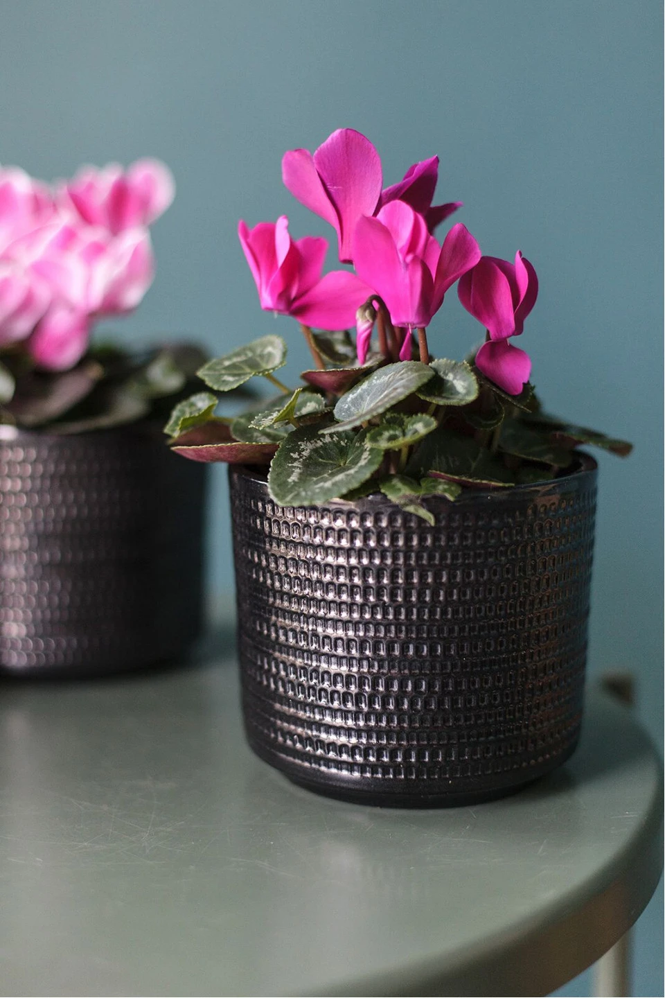 Цикламен (Cyclamen) 9