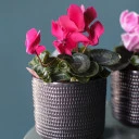 Цикламен (Cyclamen) - миниатюра 8