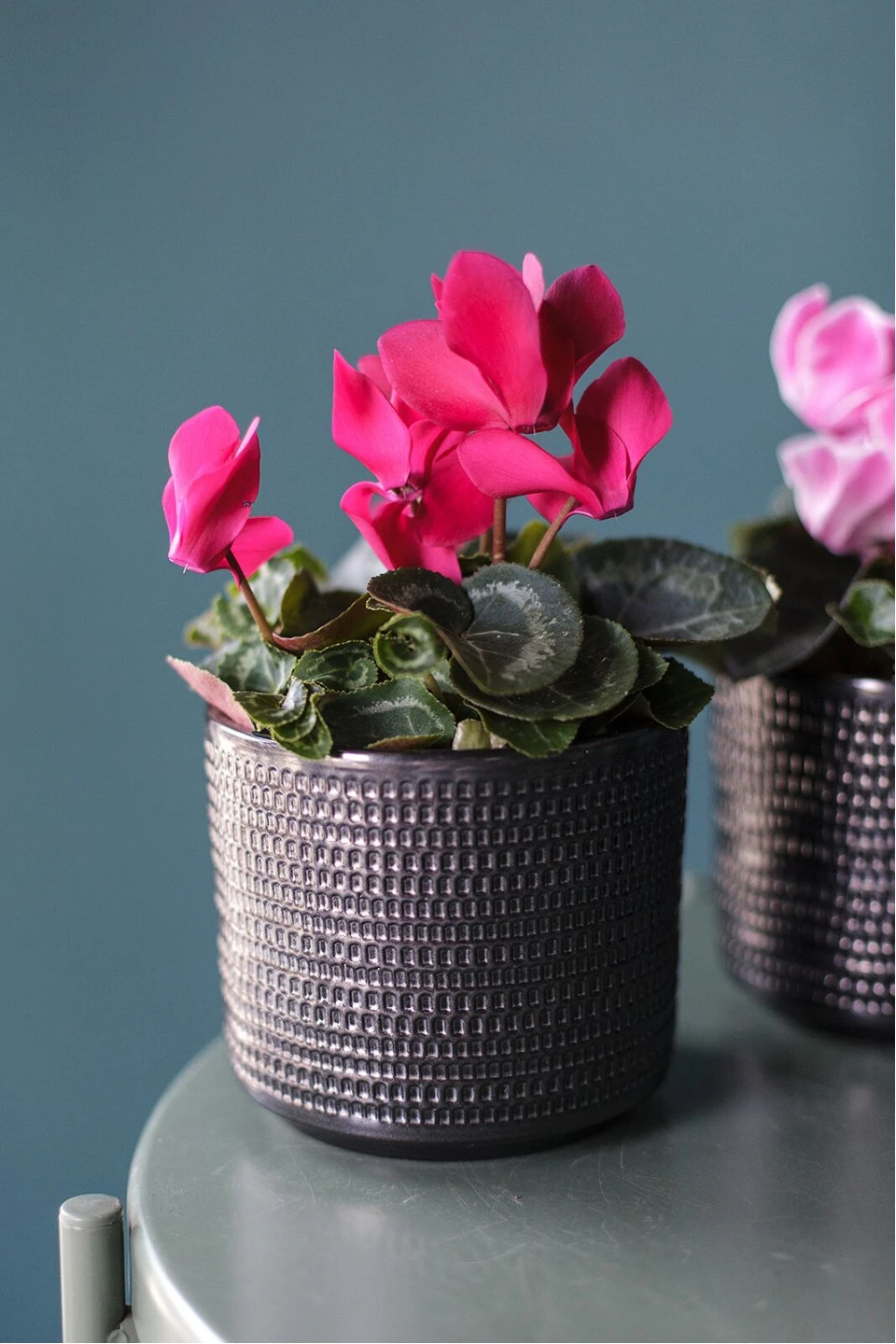 Цикламен (Cyclamen) 8