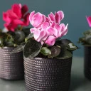 Цикламен (Cyclamen) - для женщины/молодой пары - миниатюра