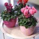 Цикламен (Cyclamen) - подарочное оформление - миниатюра