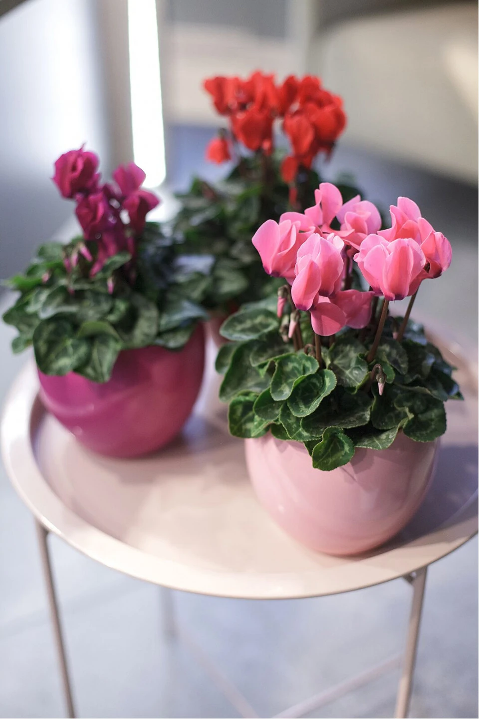 Цикламен (Cyclamen) - подарочное оформление