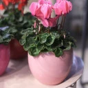 Цикламен (Cyclamen) - миниатюра 11