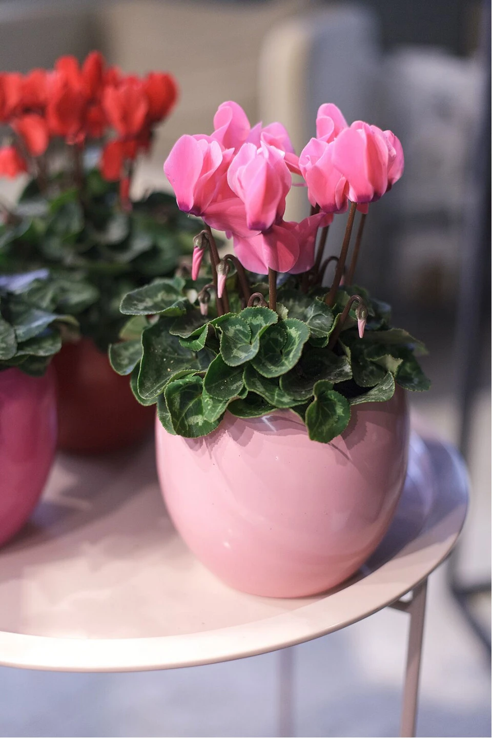 Цикламен (Cyclamen) 11