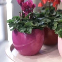 Цикламен (Cyclamen) - миниатюра 12