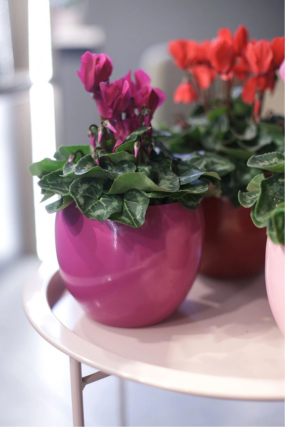 Цикламен (Cyclamen) 12
