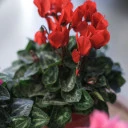 Цикламен (Cyclamen) - быстрая доставка в Минске - миниатюра