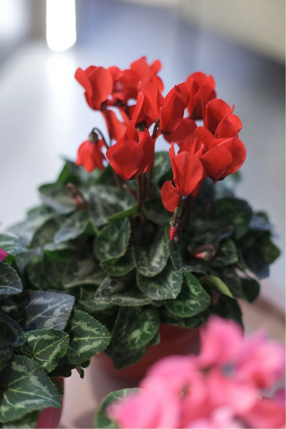 Цикламен (Cyclamen) - быстрая доставка в Минске