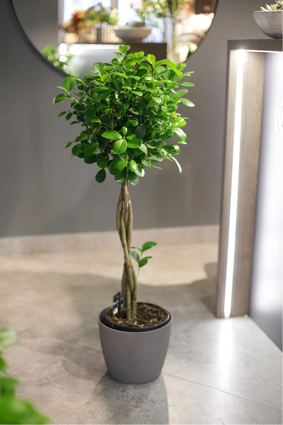Фикус Мокламе (Ficus Moclame) 120 см - с доставкой по Минску