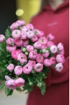 Ранункулюс Клуни