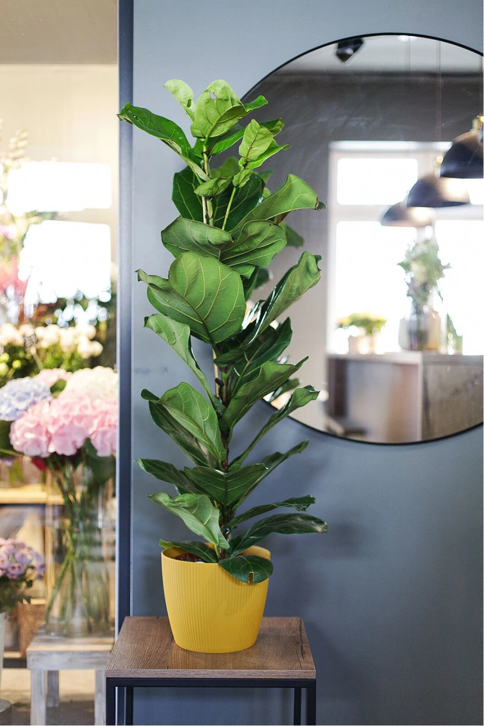 Фикус лировидный (Ficus Lyrata) - с доставкой по Минску