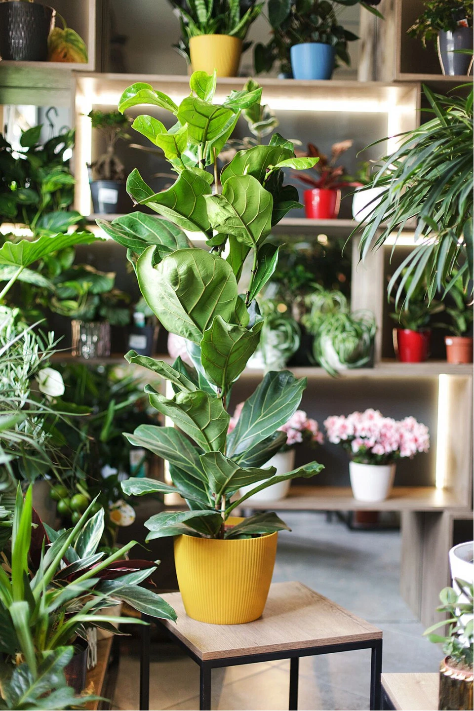 Фикус лировидный (Ficus Lyrata) - подарочное оформление