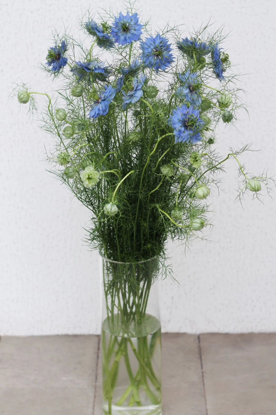 Nigella (Нигелла синяя) - с доставкой по Минску