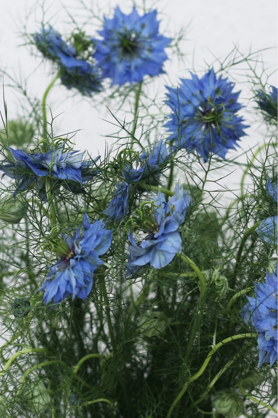 Nigella (Нигелла синяя)