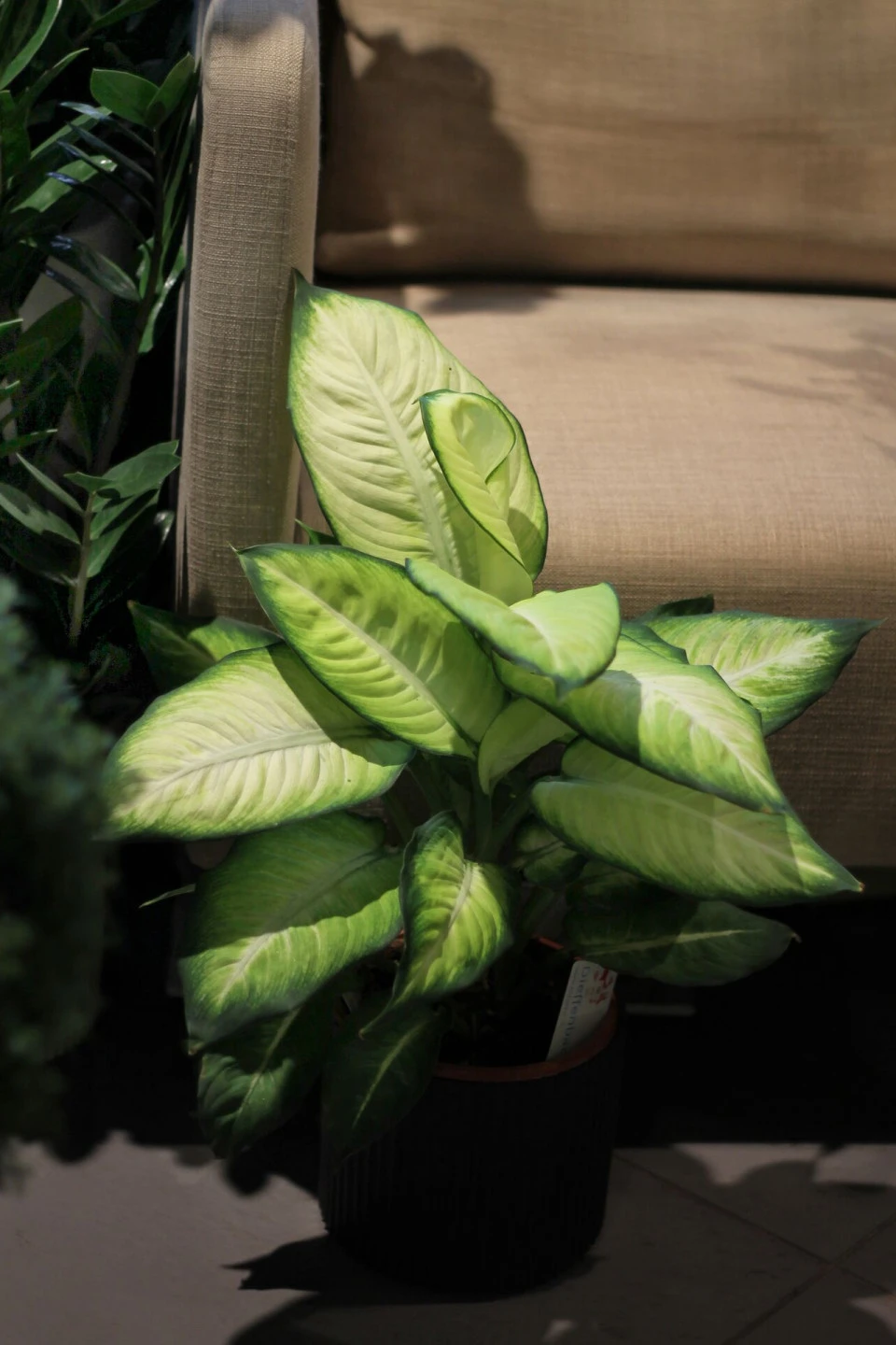 Dieffenbachia Summer (Диффенбахия Саммер) - с доставкой по Минску