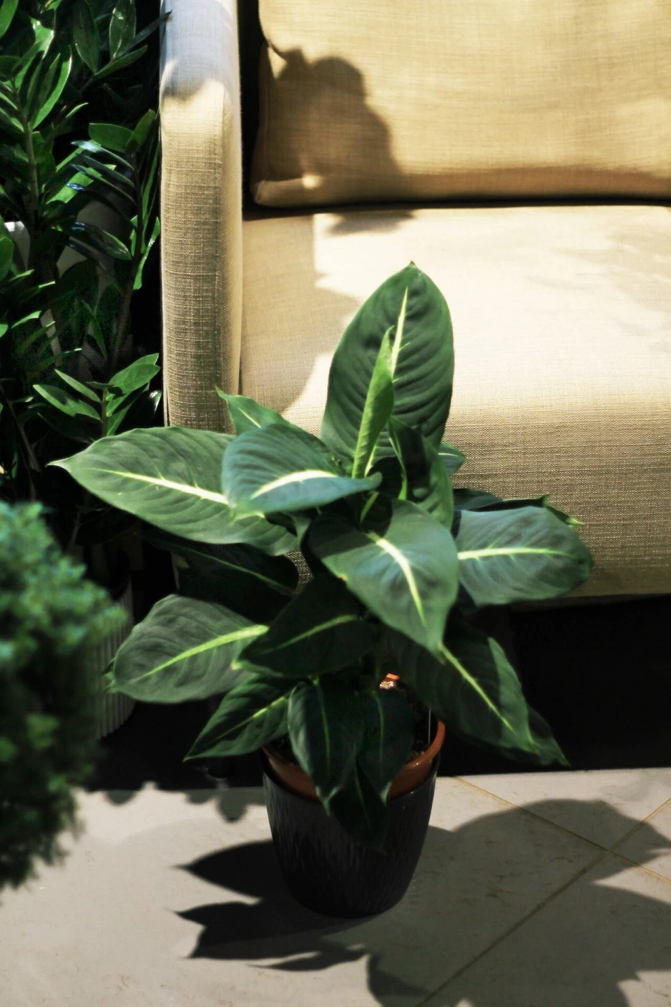 Dieffenbachia Green Magic (Диффенбахия Грин Мэджик) - с доставкой по Минску
