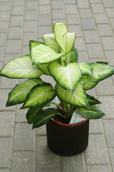 Dieffenbachia Summer (Диффенбахия Саммер)