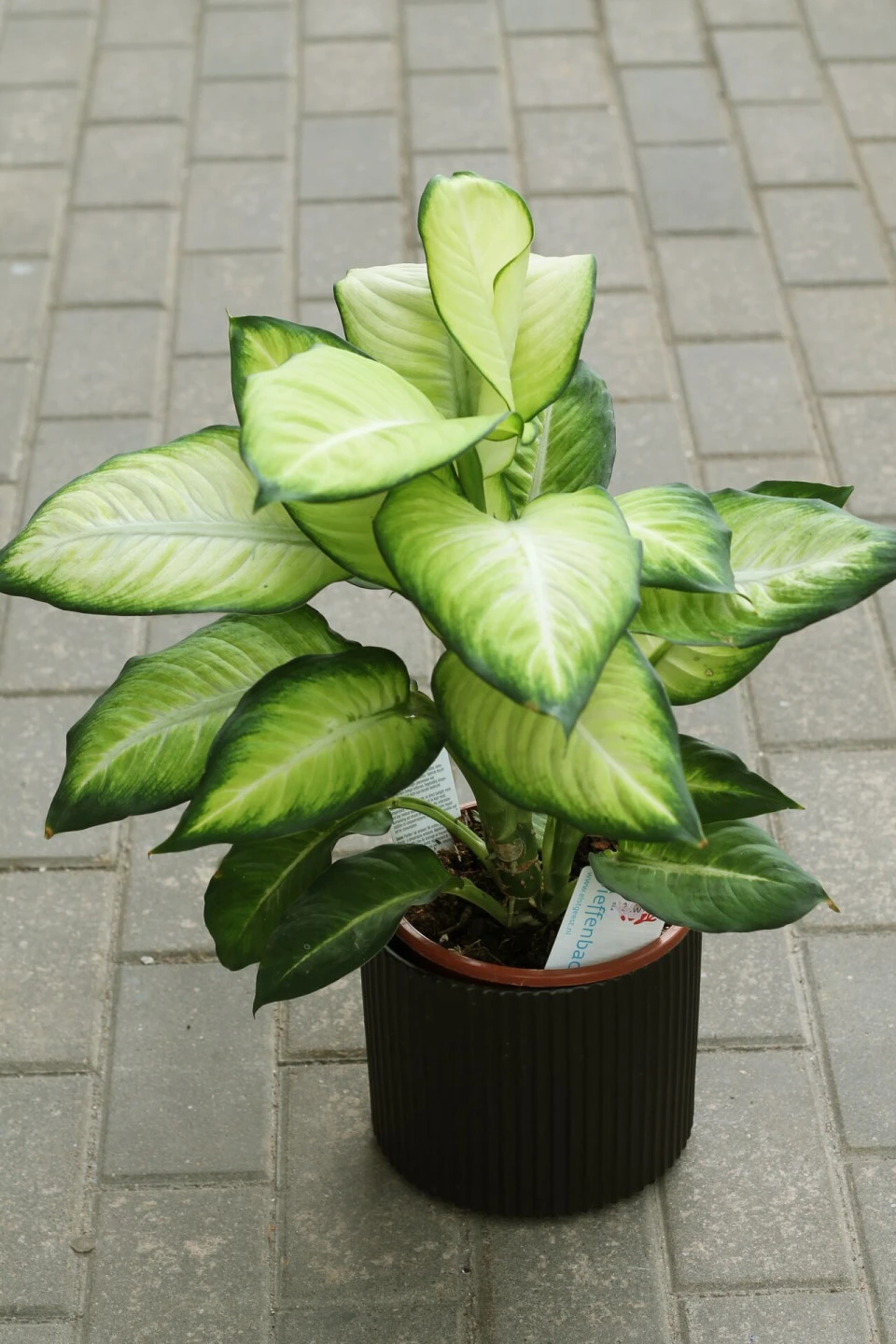 Dieffenbachia Summer (Диффенбахия Саммер)