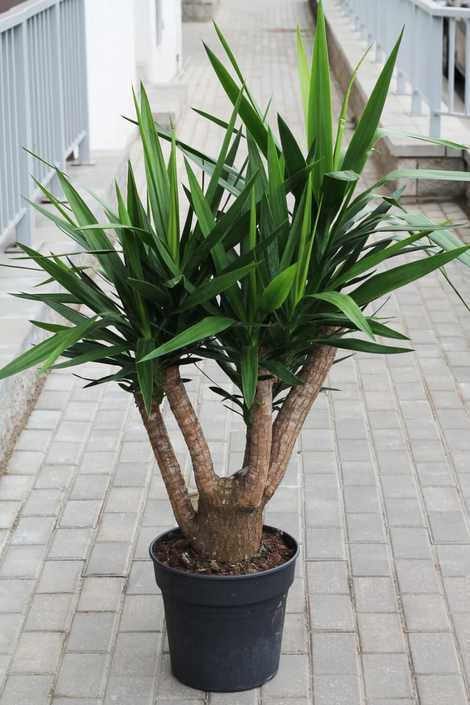 Yucca Vertakt (Юкка Вертакт)