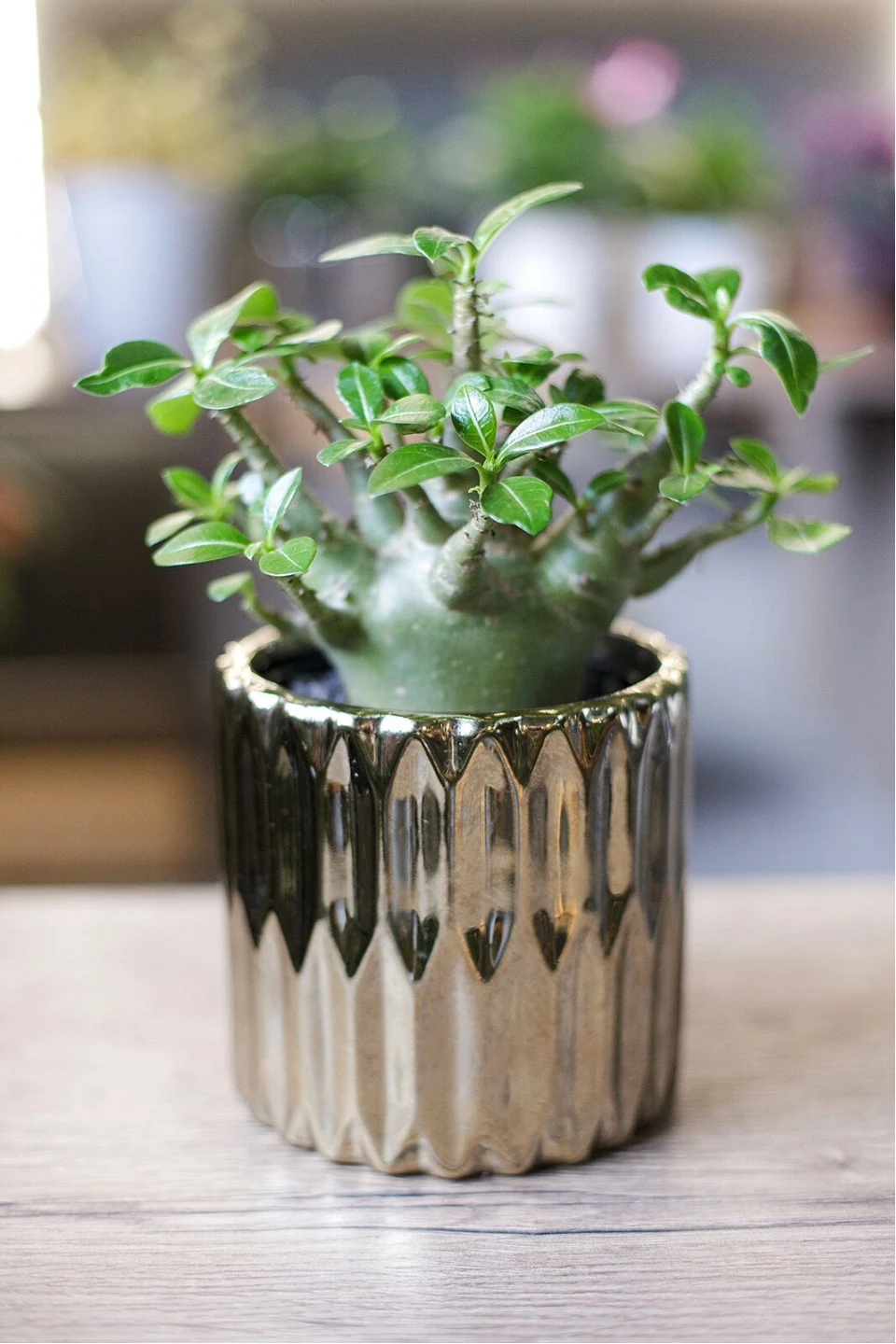 Адениум (Adenium) 15 см - подарочное оформление