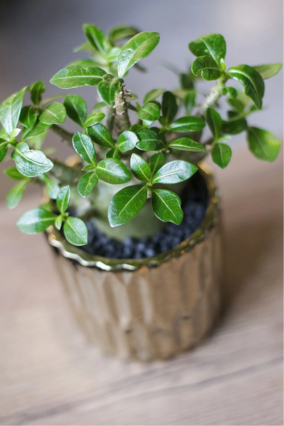 Адениум (Adenium) 15 см - с добавлением зелени