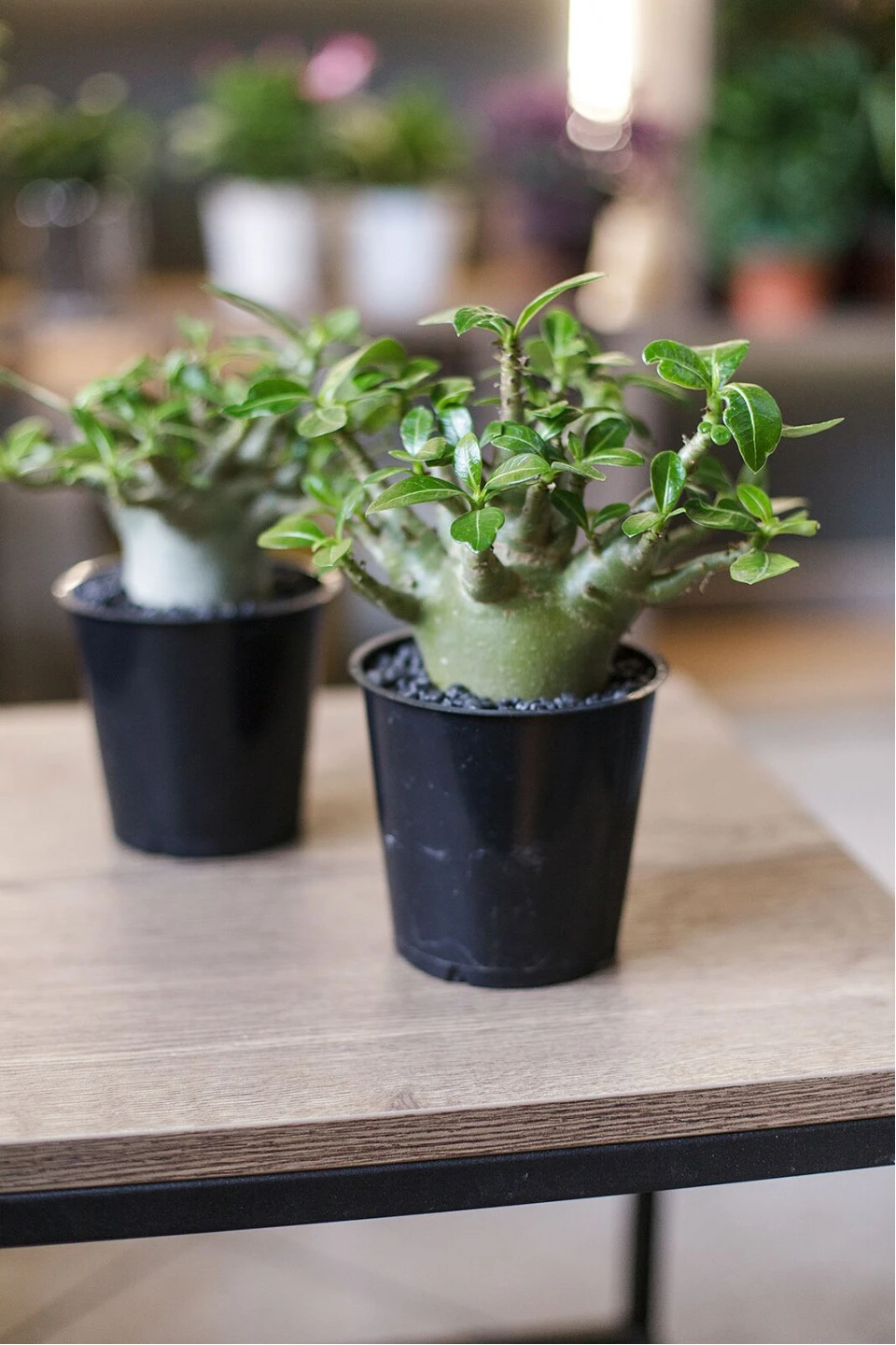 Адениум (Adenium) 15 см - с доставкой по Минску