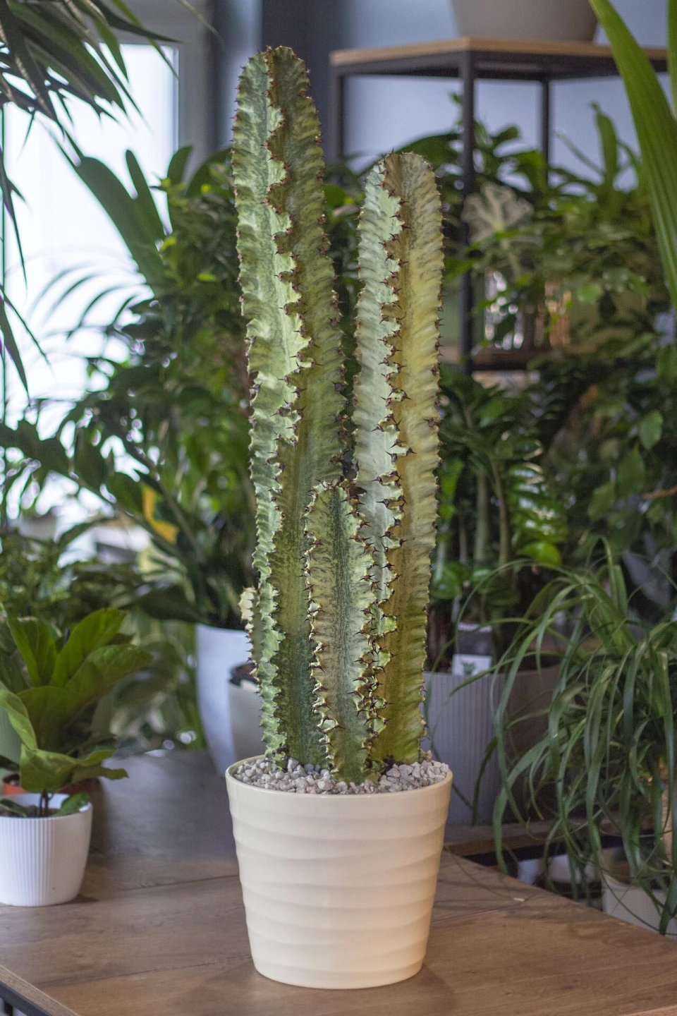 Эуфорбия Эритрея (Euphorbia ingens) 90 см - с доставкой по Минску