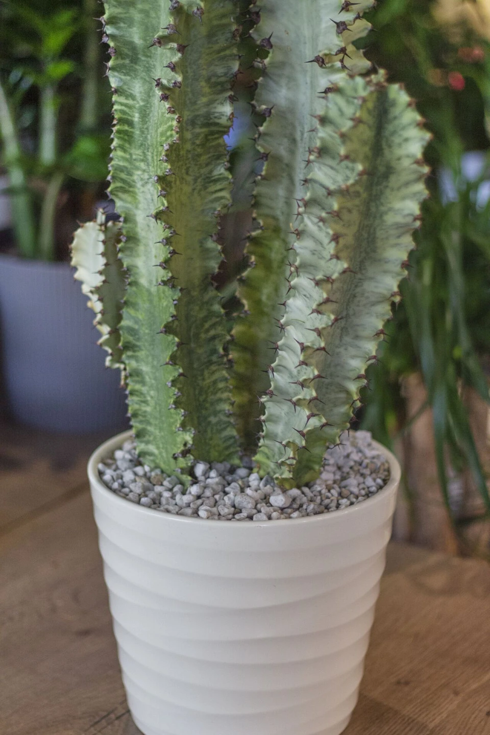 Эуфорбия Эритрея (Euphorbia ingens) 90 см - подарочное оформление