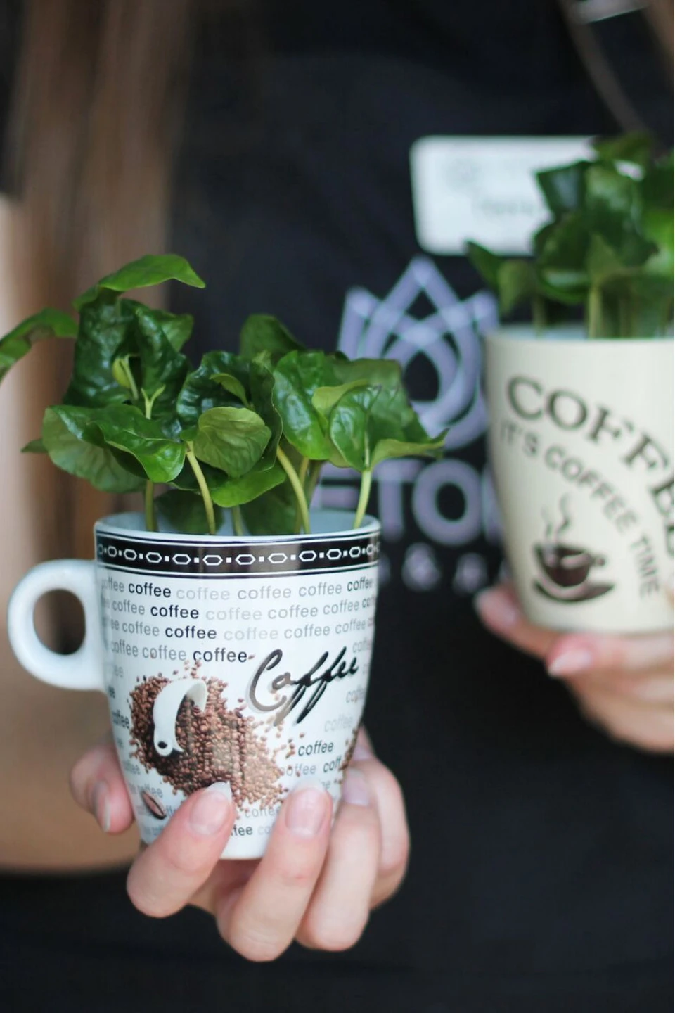 Кофе (Coffea In Mok+Bark) 25 см - с добавлением зелени
