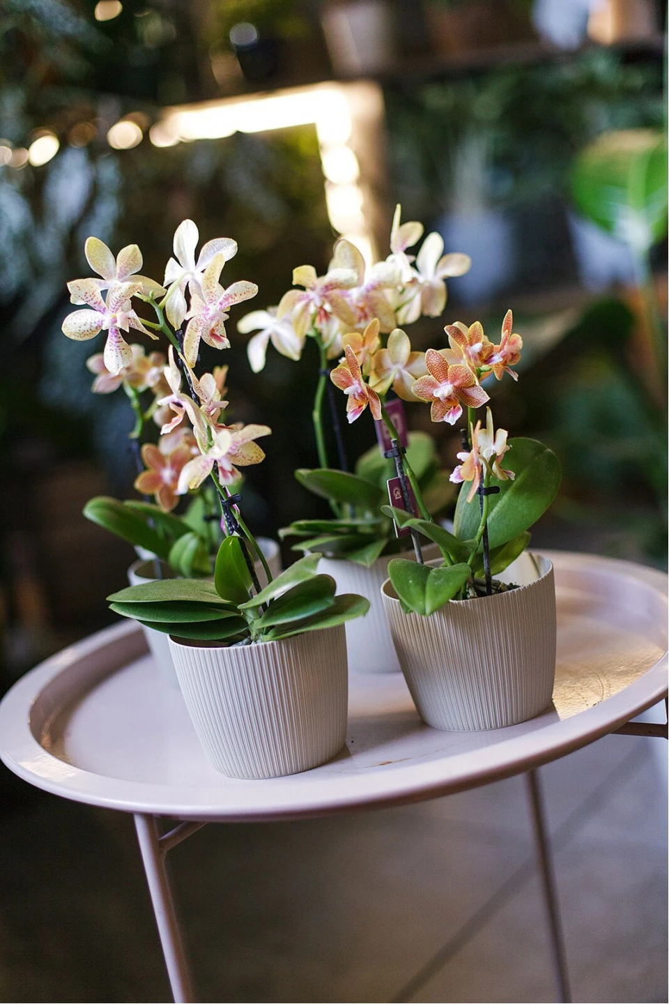 Орхидея Phalaenopsis (Фаленопсис) мини 40-9 - подарочное оформление