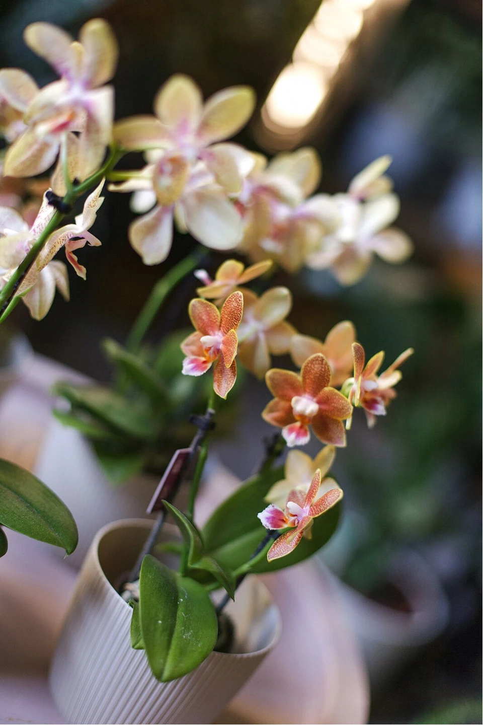 Орхидея Phalaenopsis (Фаленопсис) мини 40-9 9