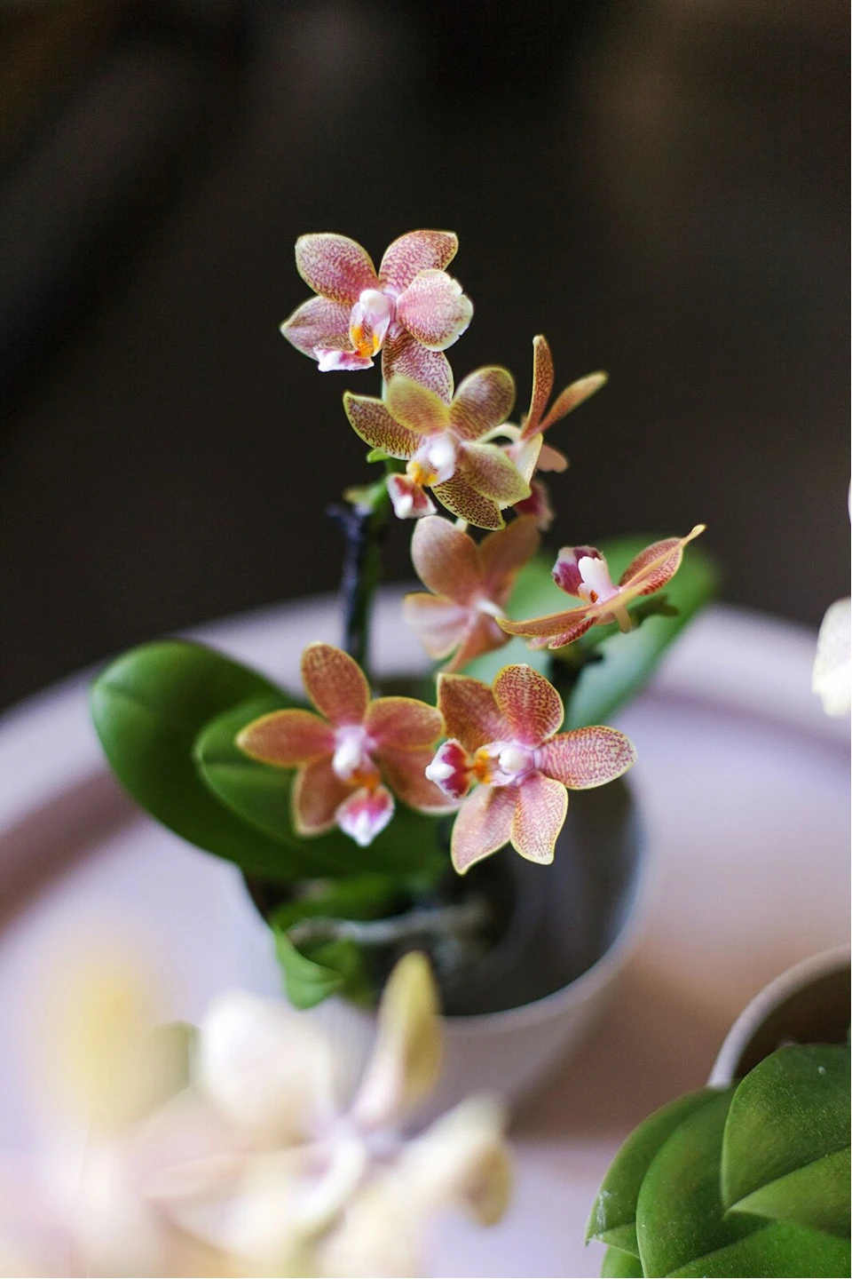 Орхидея Phalaenopsis (Фаленопсис) мини 40-9 10