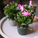 Schlumbergera (Шлюмбергера, Декабрист) - быстрая доставка в Минске - миниатюра