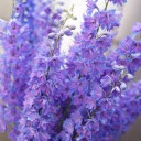 Дельфиниум  (Delphinium) - для женщины/молодой пары - миниатюра