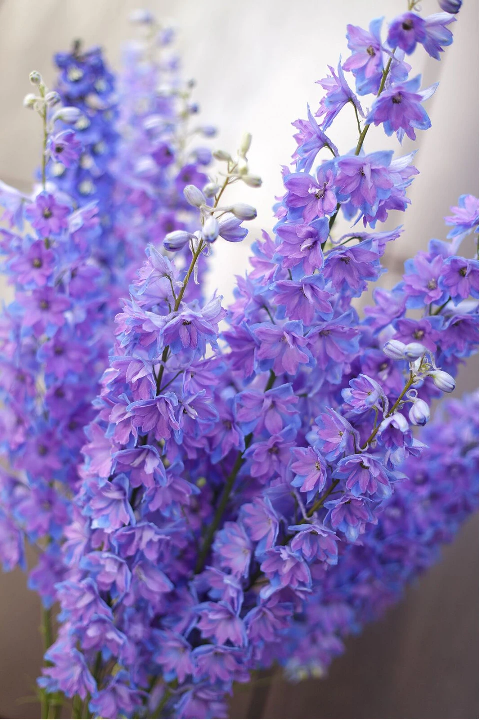 Дельфиниум  (Delphinium) - для женщины/молодой пары