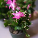 Schlumbergera (Шлюмбергера, Декабрист) - подарочное оформление - миниатюра