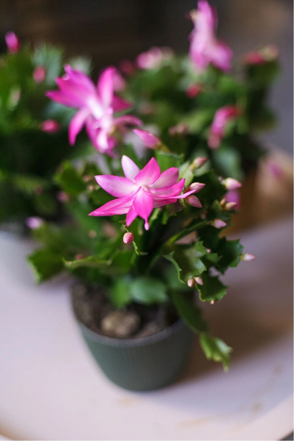 Schlumbergera (Шлюмбергера, Декабрист) - подарочное оформление