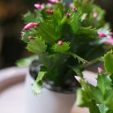 Schlumbergera (Шлюмбергера, Декабрист) - миниатюра 8