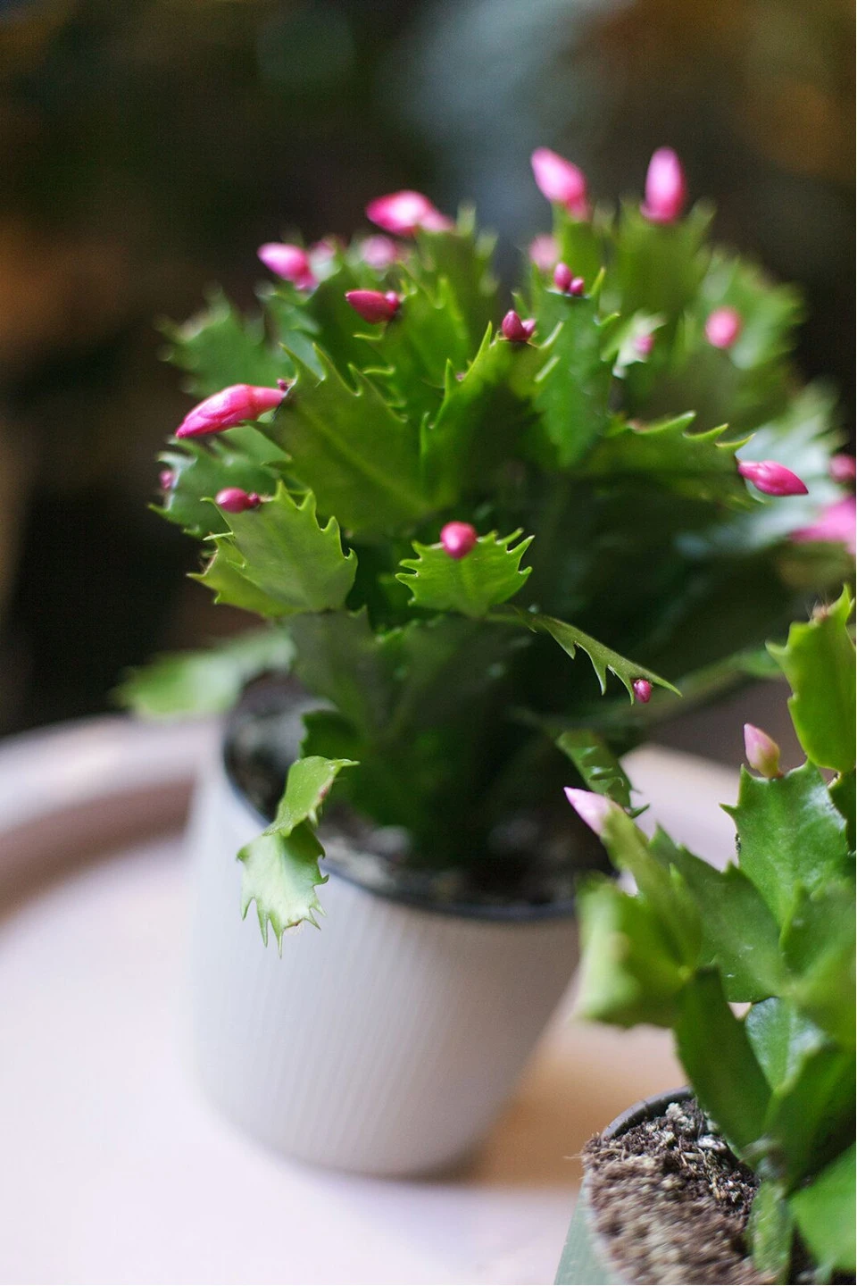 Schlumbergera (Шлюмбергера, Декабрист) 8