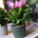 Schlumbergera (Шлюмбергера, Декабрист) - миниатюра 7