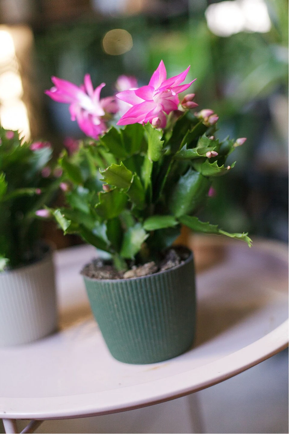 Schlumbergera (Шлюмбергера, Декабрист) 7