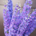 Дельфиниум  (Delphinium) - миниатюра 7