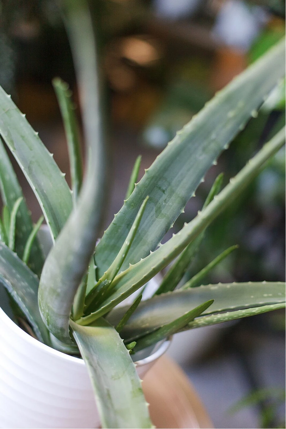Алоэ (Aloe) 20 см - для женщины/молодой пары