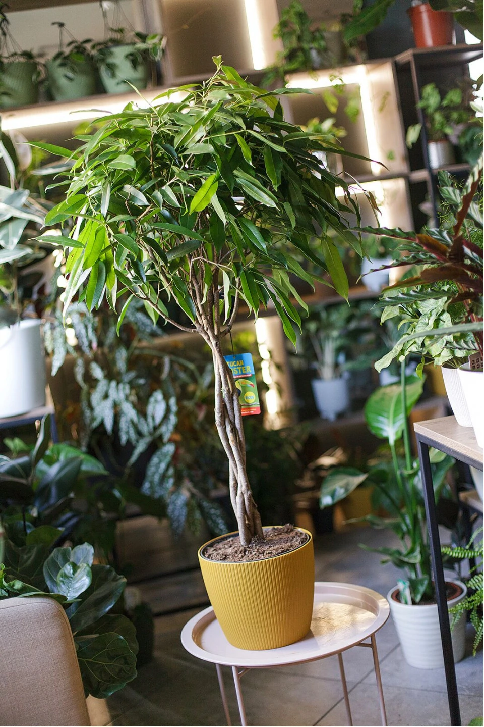 Фикус Амстел Кинг (Ficus Amstel King) - подарочное оформление