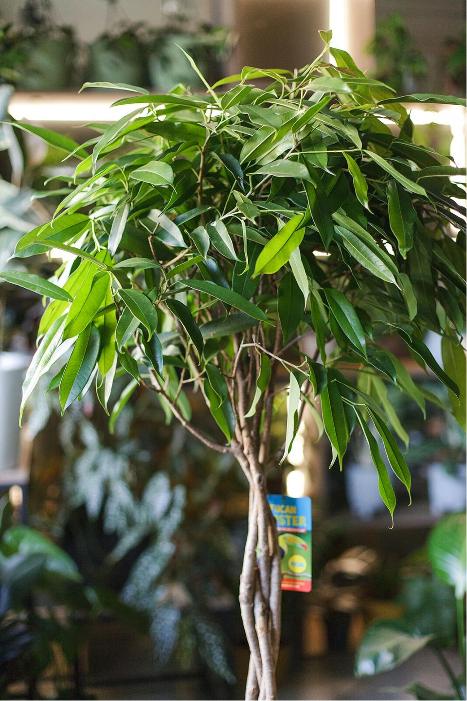 Фикус Амстел Кинг (Ficus Amstel King) - с доставкой по Минску