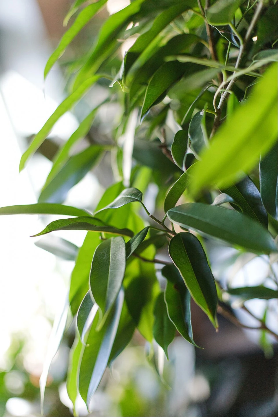 Фикус Амстел Кинг (Ficus Amstel King) - с добавлением зелени