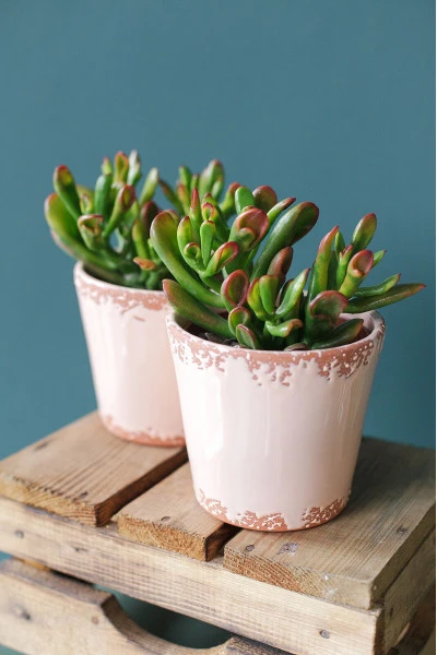 Крассула Хоббит (Crassula Hobbit) 10 см